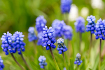 Blue flowers Muscari close-up on a green blurred background.