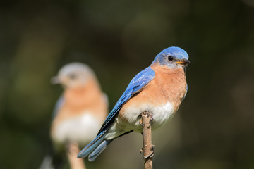 Beautiful Eastern Bluebird pair (Sialia sialis) with male in selective focus