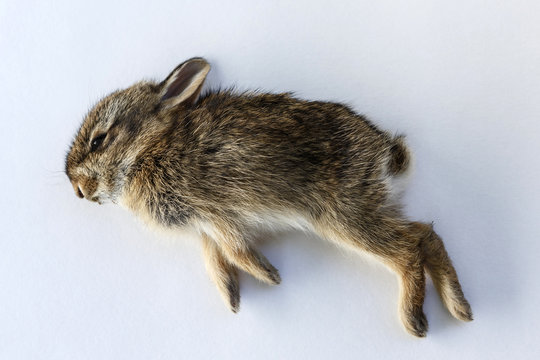 Dead baby rabbit laying on a white background
