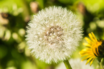 White dandelion macro on blurred green background.