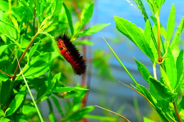 Caterpillar on leaf