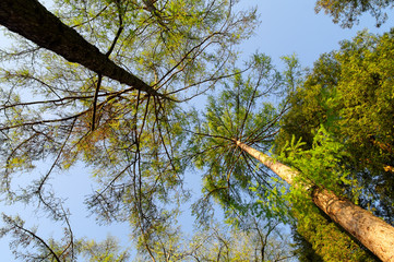 high trees in the forest, spring sunny morning, low angle view