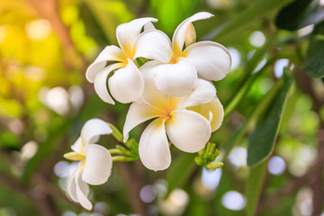 Fototapeta na wymiar Plumeria flowers on bokeh background, beautiful flowers in the garden ,white flower asian, hawaii, frangipani flower, leelawadee