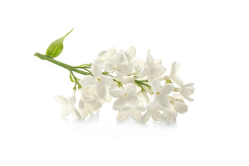 Fototapeta premium Branch of lilac flowers on white background