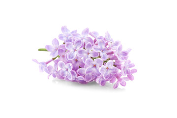 Branch of lilac flowers on white background