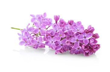 Branch of lilac flowers on white background