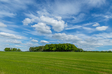 Spectacular landscape photography of a paradisaical green meadow with a small forest on the center and amazing dramatic clouds floating on an intense blue sky