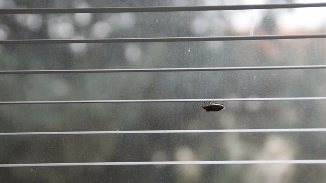 stink bug walking upside down on window blind (pentatomoidea species)