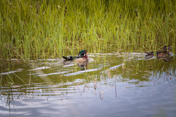 Wood Duck