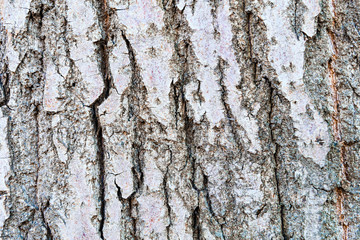 Tree grey bark closeup, texture, concept design