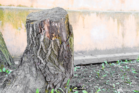 To cut down the trees. Pruning trees.