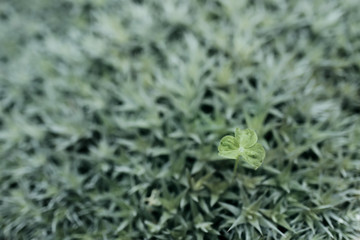 Green prickly grass in garden,natural background. Top view and soft pastel color toned.