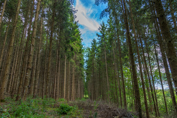 Rows of pine trees in a european forest during the day with a triangle of light coming from the blue cloudy sky
