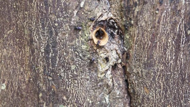 Stingless Honey Bees, Meliponines Nest Stingless bees,or called stingless honey bees or simply meliponines buzzing and flying around of beehive entrance.