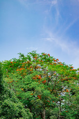 Fototapeta premium green tree with blue sky
