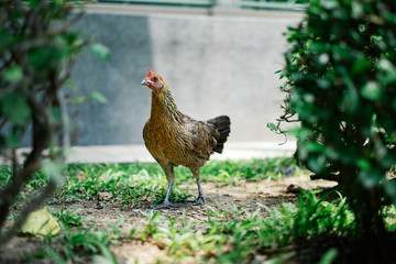 chicken in the garden