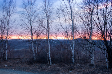 Beautiful spring landscape, birch forest at sunset