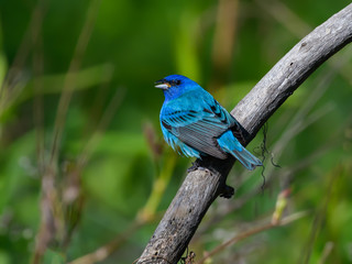 Indigo Bunting 
