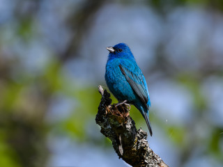 Indigo Bunting 