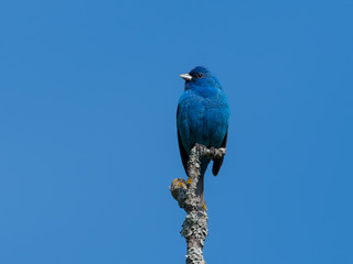 Indigo Bunting