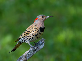 Female Northern Flicker Portrait