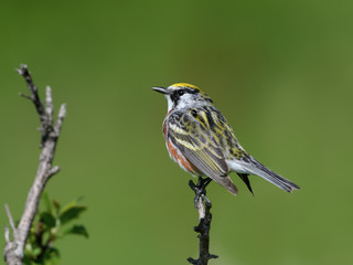 Chestnut-sided Warbler