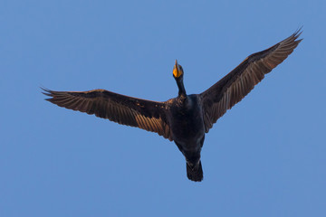 Double-crested cormorant flying  in North California
