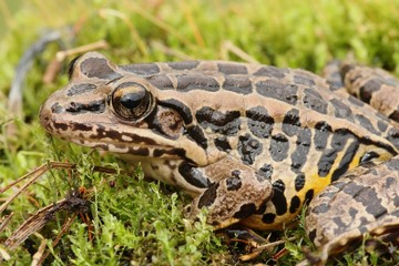 Pickerel Frog (Lithobates Rana palustris)