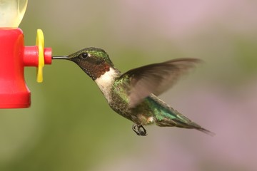 Fototapeta premium Ruby-throated Hummingbird (archilochus colubris)
