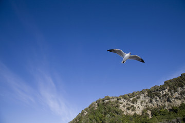 Seagull in Flight New Zealand