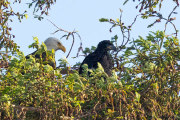 
    Bald eagle standing in the nest with her 2-months old eaglet, seen in the wild in North California 