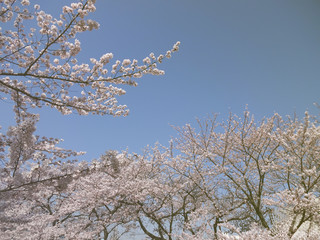 桜