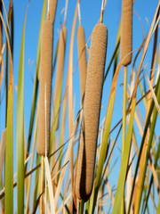 cat tails with blue sky background.jpg