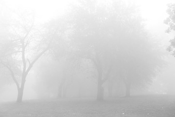 Filed of Trees in Fog