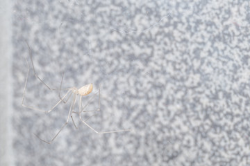 European long legs tiny home spider on a web and a tile on the background- macro