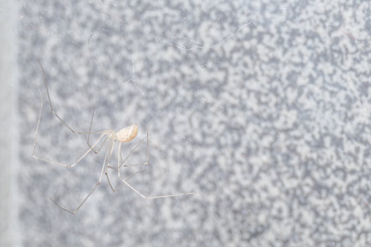 European long legs tiny home spider on a web and a tile on the background- macro