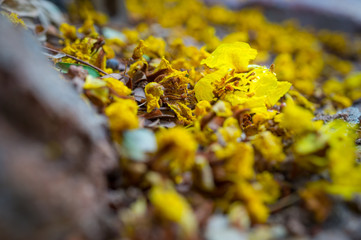 Yellow flowers on ground floor