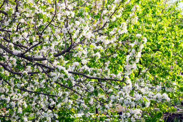 Blooming branches of apple trees in spring 2