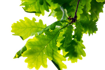 Branch of an oak tree with green leaves hanging from above, on a white background 2