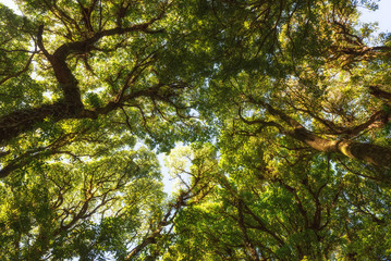 Foliage of a tree in a rainforest