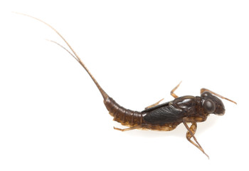 Aquatic nymph isolated on white background