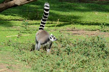 Ring-tailed lemur