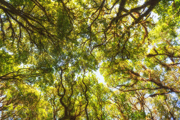 Foliage of a tree in a rainforest