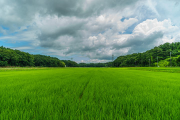 Fototapeta premium 春の四街道市の田園風景