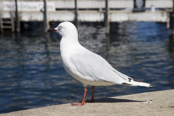 Queenstown New Zealand