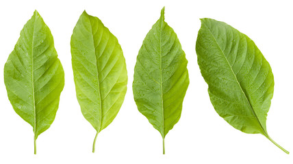 Tree Leaf gTree Leaf green Isolated On White / clipping patheen Isolated On White / clipping path