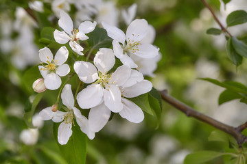 Branch of spring apple tree with white flowers, blooming background