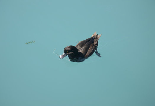 New Zealand Scaup