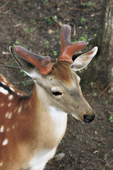 young antlers on a deer's head