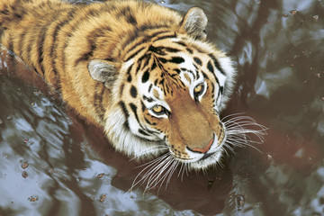 tiger in the taiga stream